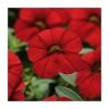 Calibrachoa 'Cabaret Red' | Bedding | Pack Of 5 Large Plug Plants -Cheap July Plants Store PL9016SPX5 main image ac3b