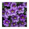 Calibrachoa 'Cabaret Sky Blue' | Pack of 5 Plug Plants -Cheap July Plants Store PL9017SPX5 main image 7cf5