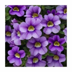 Calibrachoa 'Cabaret Sky Blue' | Pack of 5 Plug Plants