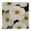 Calibrachoa 'Cabaret White' | Pack of 5 Plug Plants