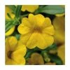 Calibrachoa 'Cabaret Yellow' | Pack of 5 Plug Plants -Cheap July Plants Store PL9019SPX5 main image f937