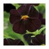 Calibrachoa 'Can-Can Black Cherry' | Bedding | Pack Of 5 Large Plug Plants -Cheap July Plants Store PL9020SPX5 main image 5e38