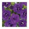 Calibrachoa 'Can-Can Double Blue' | Pack of 5 Plug Plants 2 Calibrachoa 'Can-Can Double Blue' | Pack of 5 Plug Plants -Cheap July Plants Store PL9022SPX5 main image ba45
