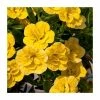 Calibrachoa 'Can-Can Double Dark Yellow' | Bedding | Pack Of 5 Large Plug Plants 2 Calibrachoa 'Can-Can Double Dark Yellow' | Bedding | Pack Of 5 Large Plug Plants -Cheap July Plants Store PL9023SPX5 main image 9461