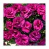 Calibrachoa 'Can-Can Double Magenta' | Pack of 5 Plug Plants 1 Calibrachoa 'Can-Can Double Magenta' | Pack of 5 Plug Plants -Cheap July Plants Store PL9024SPX5 main image 4caa