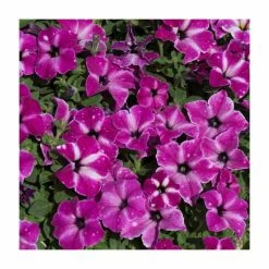 Petunia 'Circus Sky' | Pack Of 5 Plug Plants -Cheap July Plants Store PL90260SPX5 add image 1 da50