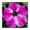 Petunia 'Circus Sky' | Pack Of 5 Plug Plants -Cheap July Plants Store PL90260SPX5 main image 985b