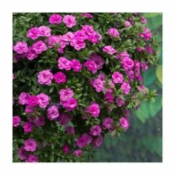 Calibrachoa 'Double PinkMania' | Pack of 5 Plug Plants -Cheap July Plants Store PL90261SPX5 add image 1 7d7b