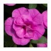 Calibrachoa 'Double PinkMania' | Pack of 5 Plug Plants 1 Calibrachoa 'Double PinkMania' | Pack of 5 Plug Plants -Cheap July Plants Store PL90261SPX5 main image c86b