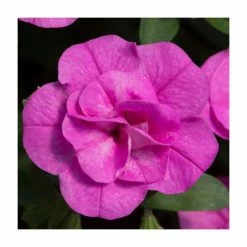 Calibrachoa 'Double PinkMania' | Pack of 5 Plug Plants