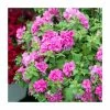 Petunia Tumbelina 'Candy Floss' | Pack of 5 Plug Plants