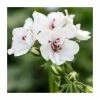 Geranium Ivy 'Precision White' | Pack of 5 Premium Plug Plants -Cheap July Plants Store PL90264SPX5 main image 461a