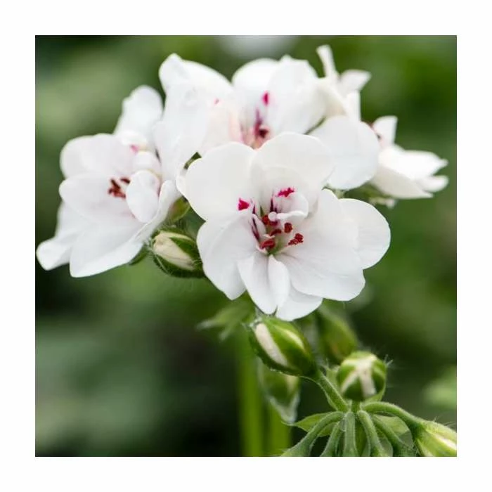 Geranium Ivy 'Precision White' | Pack of 5 Premium Plug Plants 3 Geranium Ivy 'Precision White' | Pack of 5 Premium Plug Plants