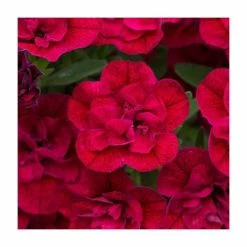 Calibrachoa 'Can-Can Double Red' | Pack of 5 Plug Plants 8 Calibrachoa 'Can-Can Double Red' | Pack of 5 Plug Plants -Cheap July Plants Store PL9026SPX5 add image 2 42aa