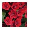 Calibrachoa 'Can-Can Double Red' | Pack of 5 Plug Plants 1 Calibrachoa 'Can-Can Double Red' | Pack of 5 Plug Plants -Cheap July Plants Store PL9026SPX5 main image af25