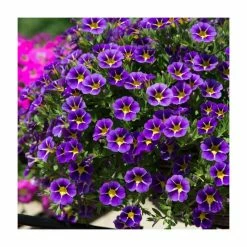 Calibrachoa 'Starlight Blue' | Pack of 5 Plug Plants -Cheap July Plants Store PL9029SPX5 add image 2 4447