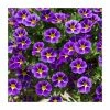 Calibrachoa 'Starlight Blue' | Pack of 5 Plug Plants 2 Calibrachoa 'Starlight Blue' | Pack of 5 Plug Plants -Cheap July Plants Store PL9029SPX5 main image 4a32