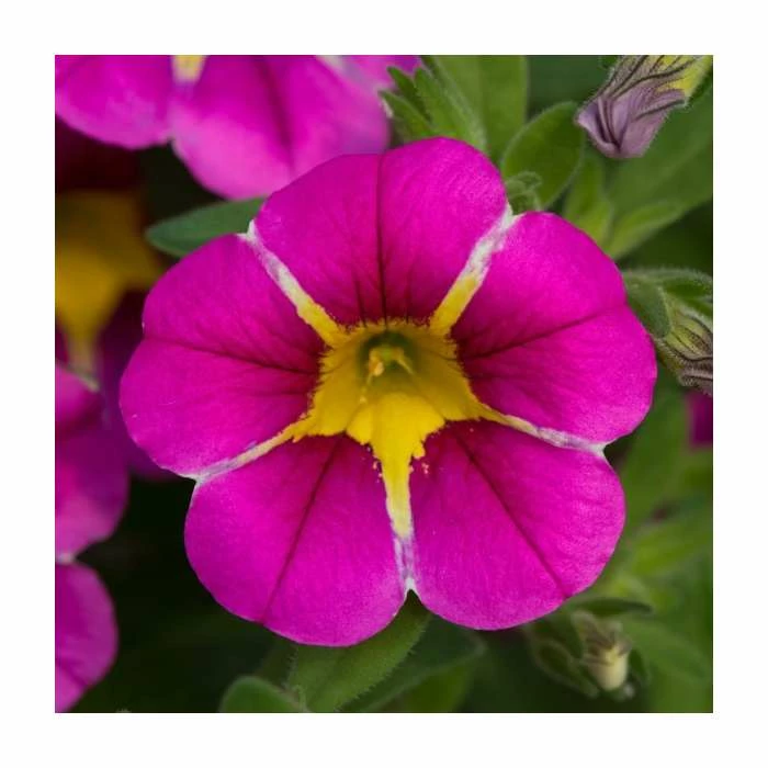 Calibrachoa 'Starlight Pink' | Pack of 5 Plug Plants 4 Calibrachoa 'Starlight Pink' | Pack of 5 Plug Plants - Image 2