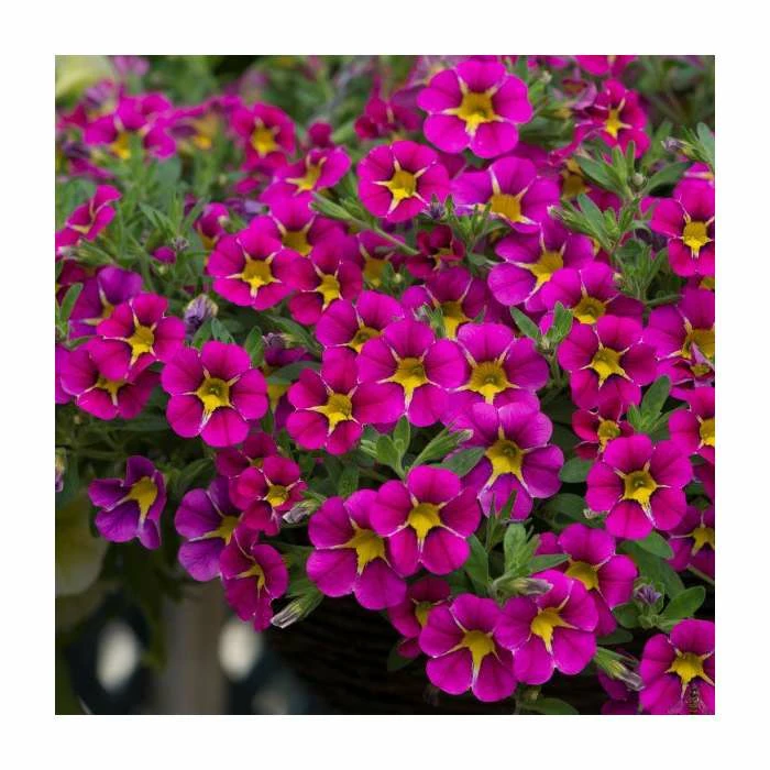 Calibrachoa 'Starlight Pink' | Pack of 5 Plug Plants 3 Calibrachoa 'Starlight Pink' | Pack of 5 Plug Plants