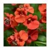 Diascia 'Diamond Dark Orange' | Pack of 5 Plug Plants