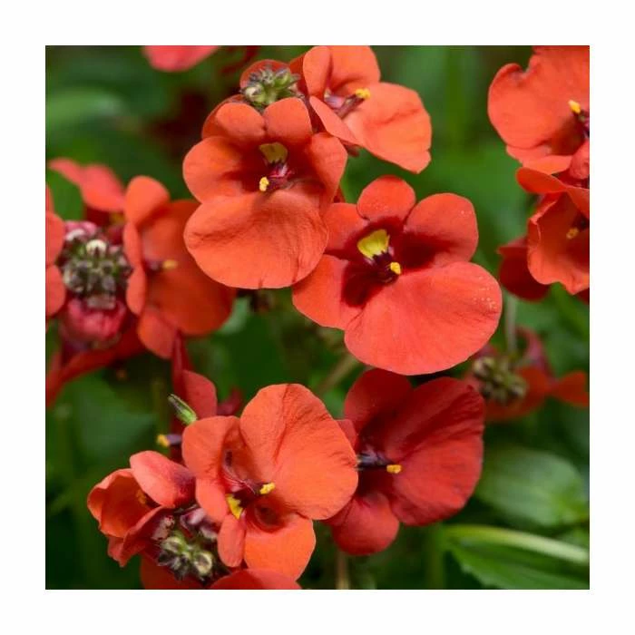 Diascia 'Diamond Dark Orange' | Pack of 5 Plug Plants 3 Diascia 'Diamond Dark Orange' | Pack of 5 Plug Plants