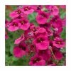 Diascia 'Diamond Fuchsia' | Pack of 5 Plug Plants -Cheap July Plants Store PL9033SPX5 main image 413b