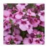 Diascia 'Diamond Pink' | Pack of 5 Plug Plants -Cheap July Plants Store PL9034SPX5 main image 50bb