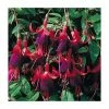 Fuchsia Hardy Bush 'Brutus' | Bedding | 5 x Large Plugs -Cheap July Plants Store PL9036SPX5 main image 2201