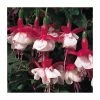 Fuchsia Hardy Bush 'Snowcap' | Bedding | 5 x Large Plugs -Cheap July Plants Store PL9037SPX5 main image 31b1