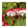 Fuchsia 'Golden Swingtime' | Pack of 5 Plug Plants -Cheap July Plants Store PL9038SPX5 main image 6c5f