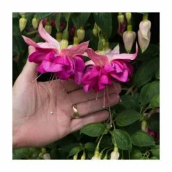 Fuchsia Southern Belles 'Bella Rosella' | Bedding | 5 x Large Plugs -Cheap July Plants Store PL9039SPX5 add image 2 11fa