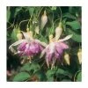 Trailing Fuchsia 'Blue Mirage' | Southern Belle | Pack of 5 Plug Plants -Cheap July Plants Store PL9040SPX5 main image 18c6