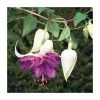 Trailing Fuchsia 'Deep Purple' | Southern Belle |Pack of 5 Plug Plants -Cheap July Plants Store PL9041SPX5 main image 4f16