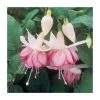 Trailing Fuchsia 'Kit Oxtaby' | Southern Belle |Pack of 5 Plug Plants 2 Trailing Fuchsia 'Kit Oxtaby' | Southern Belle |Pack of 5 Plug Plants -Cheap July Plants Store PL9042SPX5 main image e590