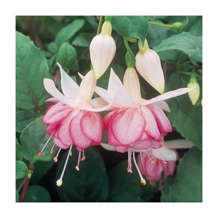 Trailing Fuchsia 'Kit Oxtaby' | Southern Belle |Pack of 5 Plug Plants 3 Trailing Fuchsia 'Kit Oxtaby' | Southern Belle |Pack of 5 Plug Plants
