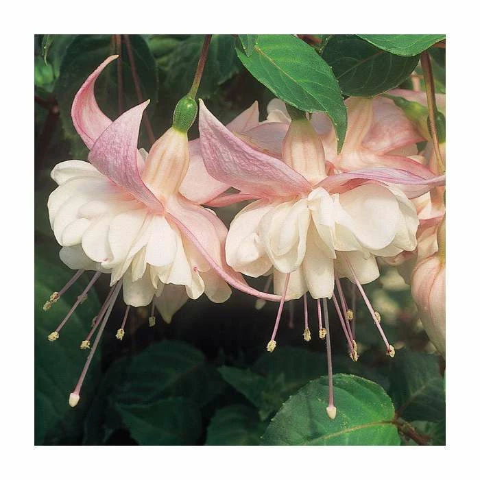 Trailing Fuchsia 'Sarah Eliza' | Southern Belle |Pack of 5 Plug Plants 3 Trailing Fuchsia 'Sarah Eliza' | Southern Belle |Pack of 5 Plug Plants