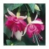 Trailing Fuchsia 'Seventh Heaven' | Pack of 5 Plug Plants 1 Trailing Fuchsia 'Seventh Heaven' | Pack of 5 Plug Plants -Cheap July Plants Store PL9045SPX5 main image f533