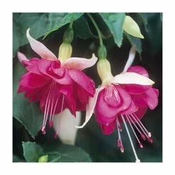 Trailing Fuchsia 'Seventh Heaven' | Pack of 5 Plug Plants