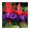 Fuchsia Southern Belles 'Voodoo' | Bedding | 5 x Large Plugs -Cheap July Plants Store PL9046SPX5 main image ed16