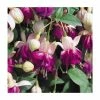 Trailing Fuchsia 'Eva Boerg' | Pack of 5 Plug Plants 2 Trailing Fuchsia 'Eva Boerg' | Pack of 5 Plug Plants -Cheap July Plants Store PL9051SPX5 main image 6563