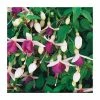 Trailing Fuchsia 'La Campanella' | Pack of 5 Plug Plants -Cheap July Plants Store PL9052SPX5 main image 6fd9