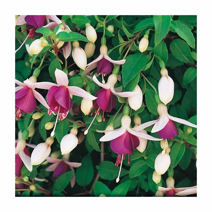 Trailing Fuchsia 'La Campanella' | Pack of 5 Plug Plants 3 Trailing Fuchsia 'La Campanella' | Pack of 5 Plug Plants