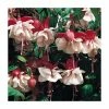 Trailing Fuchsia 'Swingtime' | Pack of 5 Plug Plants -Cheap July Plants Store PL9055SPX5 main image e698