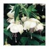 Trailing Fuchsia 'Trudi Davro' | Pack of 5 Plug Plants 1 Trailing Fuchsia 'Trudi Davro' | Pack of 5 Plug Plants -Cheap July Plants Store PL9056SPX5 main image 04b7