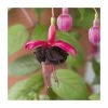 Fuchsia Upright Type 'Blackie' | Bedding | 5 x Large Plugs -Cheap July Plants Store PL9058SPX5 main image c5b2
