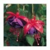 Upright Fuchsia 'Dark Eyes' | Pack of 5 Plug Plants -Cheap July Plants Store PL9059SPX5 main image 45c3