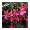 Upright Fuchsia 'Display' | Pack of 5 Plug Plants 2 Upright Fuchsia 'Display' | Pack of 5 Plug Plants -Cheap July Plants Store PL9060SPX5 main image b264