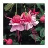 Upright Fuchsia 'Heidi Anne' | Pack of 5 Plug Plants 1 Upright Fuchsia 'Heidi Anne' | Pack of 5 Plug Plants -Cheap July Plants Store PL9061SPX5 main image 46fe