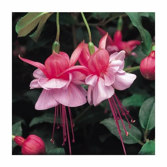 Upright Fuchsia 'Heidi Anne' | Pack of 5 Plug Plants 3 Upright Fuchsia 'Heidi Anne' | Pack of 5 Plug Plants
