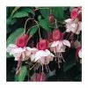 Upright Fuchsia 'Spion Kop' | Pack of 5 Plug Plants -Cheap July Plants Store PL9063SPX5 main image c462
